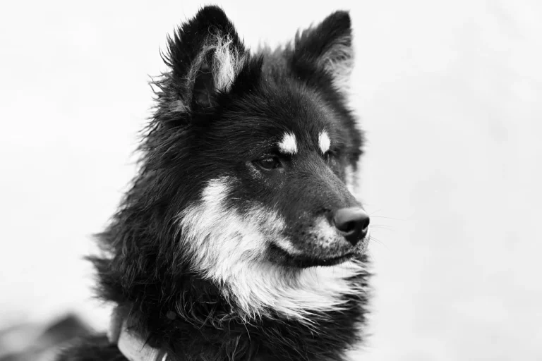 AI image generator